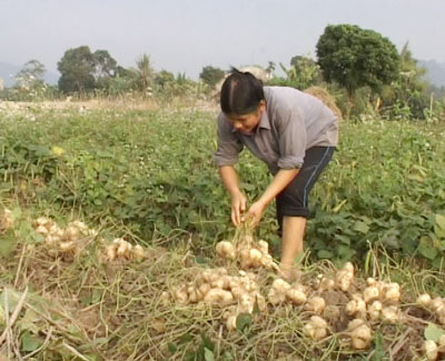 Trồng củ đậu có lãi cao