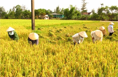 Nông dân sẽ trở thành cổ đông của doanh nghiệp