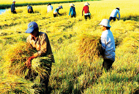 Tái cơ cấu nông nghiệp: Thu hút đầu tư tư nhân